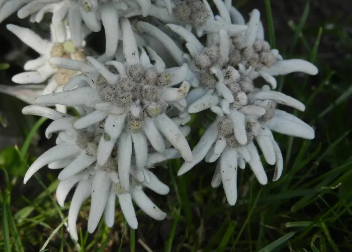 Apartment Haus Baumgartner