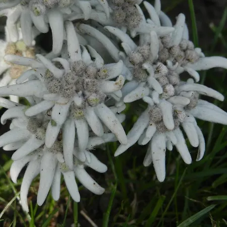 Apartament Haus Baumgartner